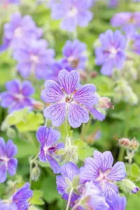 geranium hybr. 'terre franche' P9 - afbeelding 4