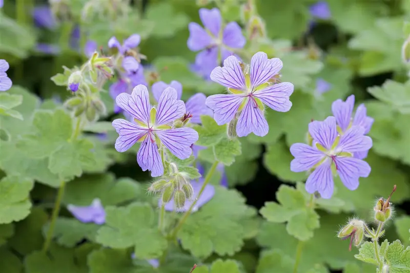 geranium hybr. 'terre franche' P9 - afbeelding 2