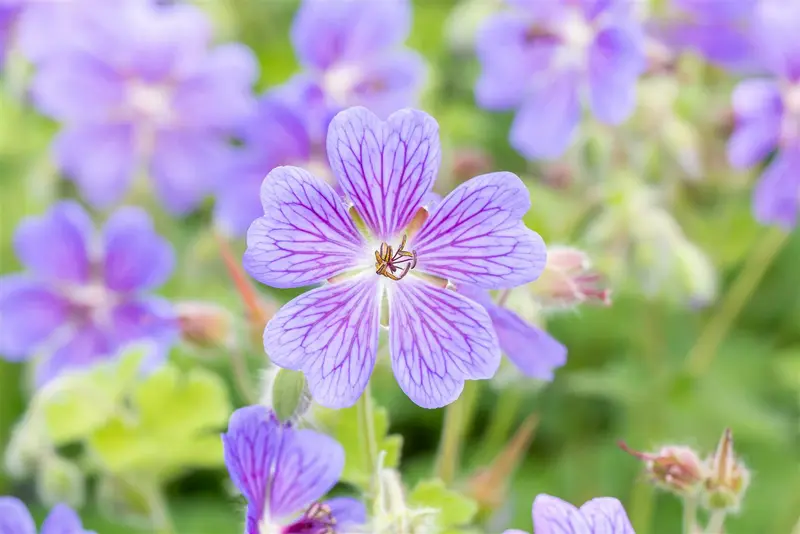 geranium hybr. 'terre franche' P9 - afbeelding 5