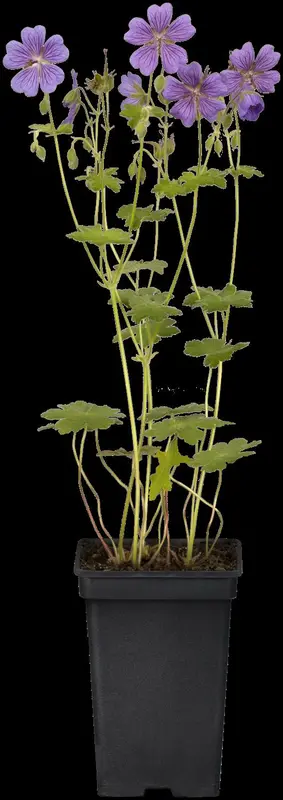 geranium hybr. 'terre franche' P9 - afbeelding 1