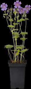 geranium hybr. 'terre franche' P9 - afbeelding 5