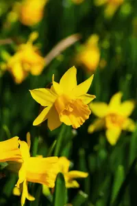 narcissus hybr. 'tête à tête' P9 - afbeelding 5