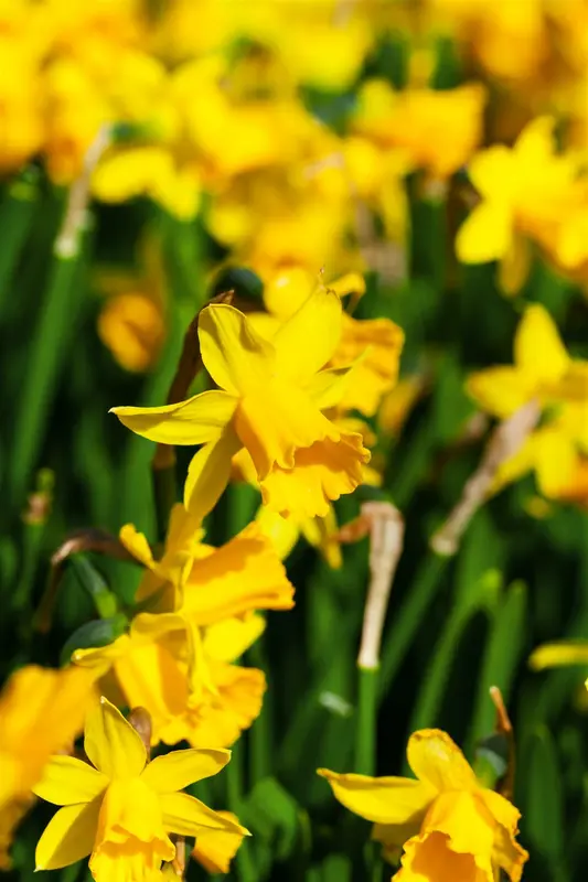narcissus hybr. 'tête à tête' P9 - afbeelding 2