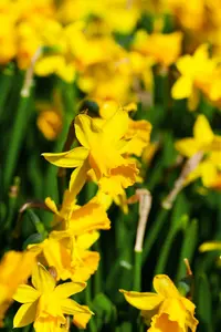 narcissus hybr. 'tête à tête' P9 - afbeelding 2