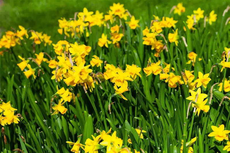 narcissus hybr. 'tête à tête' P9 - afbeelding 3