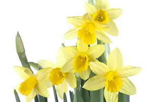 narcissus hybr. 'tête à tête' P9 - afbeelding 5