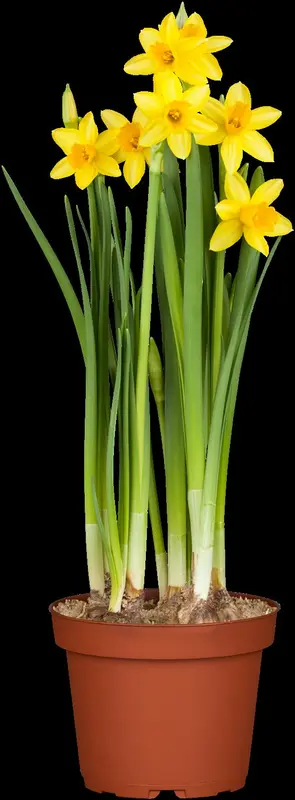 narcissus hybr. 'tête à tête' P9 - afbeelding 4