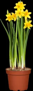 narcissus hybr. 'tête à tête' P9 - afbeelding 4