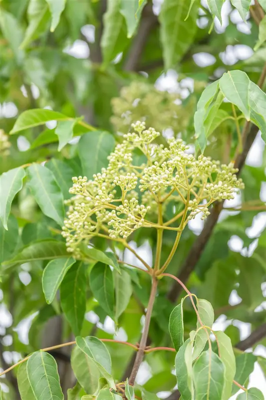 Tetradium daniellii 10/12 HO C - afbeelding 5