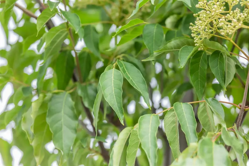 Tetradium daniellii 10/12 HO C - afbeelding 4