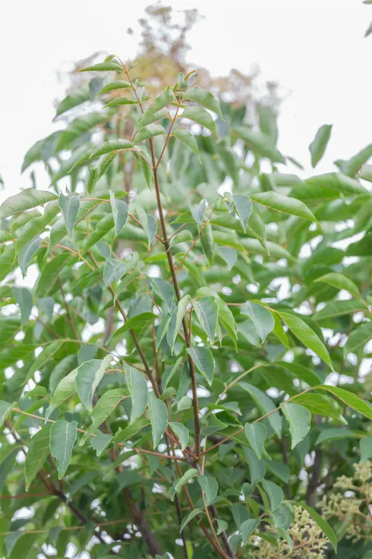 tetradium daniellii (100-125 cm) - afbeelding 2