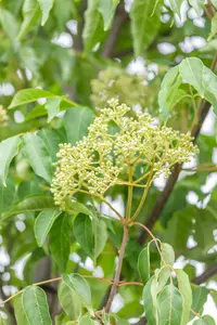 Tetradium daniellii 175-200   C20 - afbeelding 5