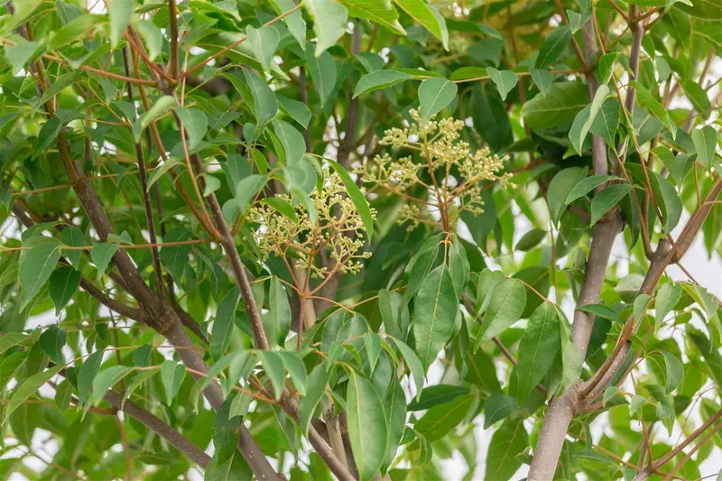 Tetradium daniellii 175-200   C20 - afbeelding 1