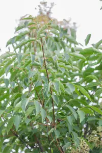 Tetradium daniellii 300-350   C130 MRST - afbeelding 2