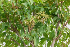 Tetradium daniellii 300-350 C130 MRST