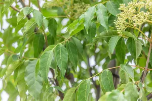 Tetradium daniellii 300-350   C130 MRST - afbeelding 3