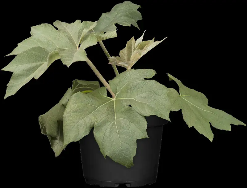 tetrapanax papyrifera 'rex' C110