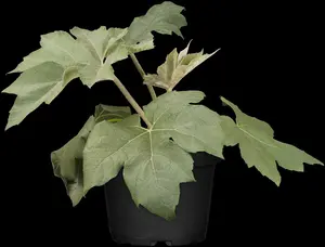 tetrapanax papyrifera 'rex' C110