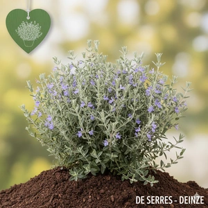 Teucrium fruticans C10 (50- 60)