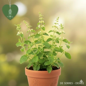 Teucrium scorodonia P9