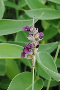 dealbata
