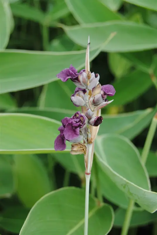 dealbata