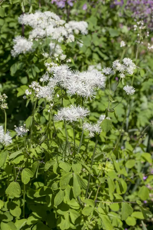 Thalictrum aquil. 'The Cloud' P9 - afbeelding 1