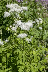 Thalictrum aquil. 'The Cloud' P9 - afbeelding 1