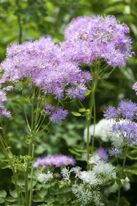Thalictrum aquil. 'The Cloud' P9 - afbeelding 3