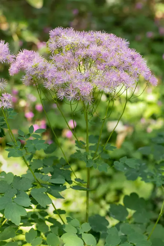 Thalictrum aquil. 'The Cloud' P9 - afbeelding 4