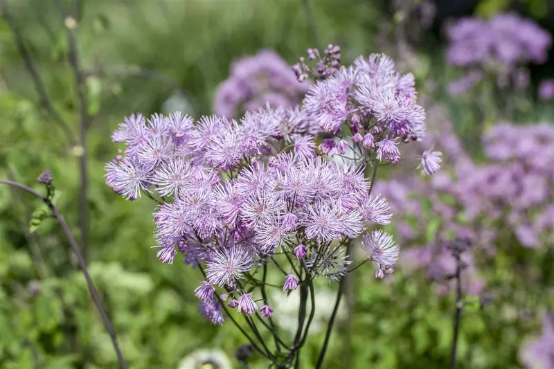 Thalictrum aquil. 'The Cloud' P9 - afbeelding 2