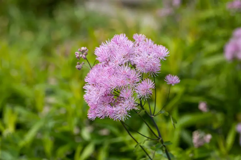 Thalictrum aquil. 'The Cloud' P9 - afbeelding 5