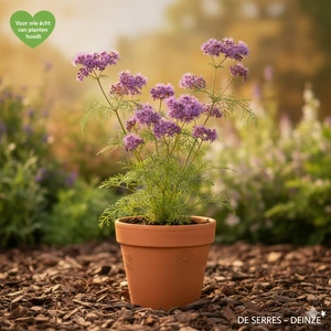 Thalictrum aquilegifolium 'Thundercloud' P9