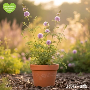 Thalictrum delavayi 'Hewitt´s Double' P9