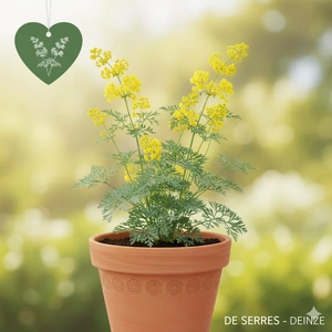 Thalictrum flavum ssp. glaucum P9