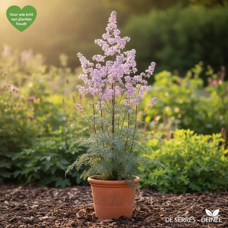 Thalictrum rochebrunianum 'Elin' P9