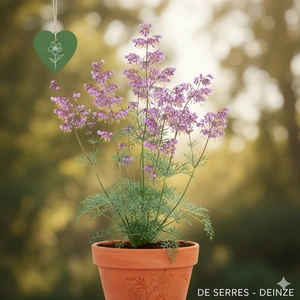Thalictrum delavayi 'Splendide'® P9