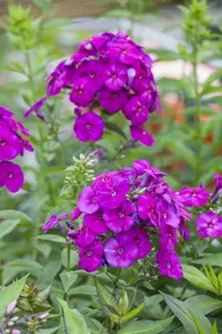 phlox (p) 'the king' P9 - afbeelding 2