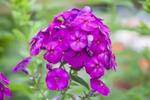 phlox (p) 'the king' P9 - afbeelding 3