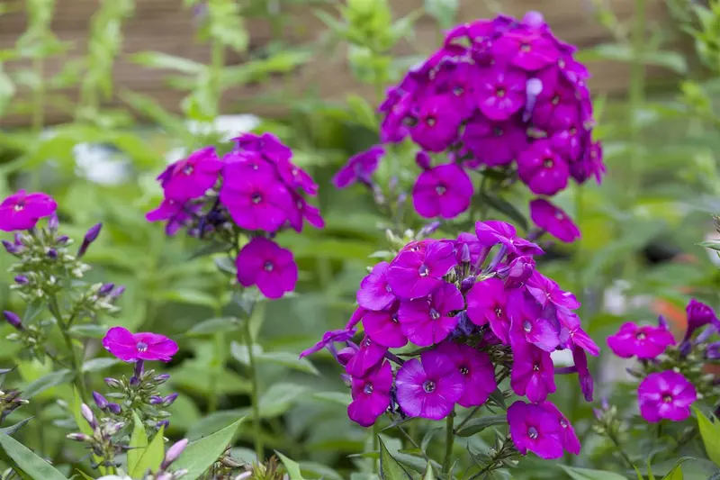 phlox (p) 'the king' P9 - afbeelding 3