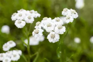 achillea ptarm. 'the pearl' P9 - afbeelding 2