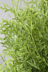 Thuja occ. 'Brabant' 100-125   C10 - afbeelding 1