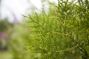 Thuja occ. 'Brabant' 100-125   C10 - afbeelding 2