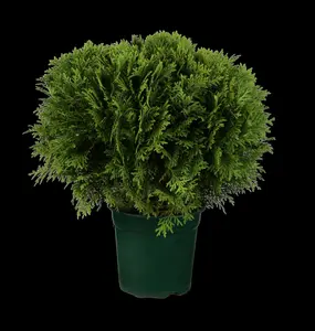 thuja occ. 'danica' (20- 25 C cm) - afbeelding 5