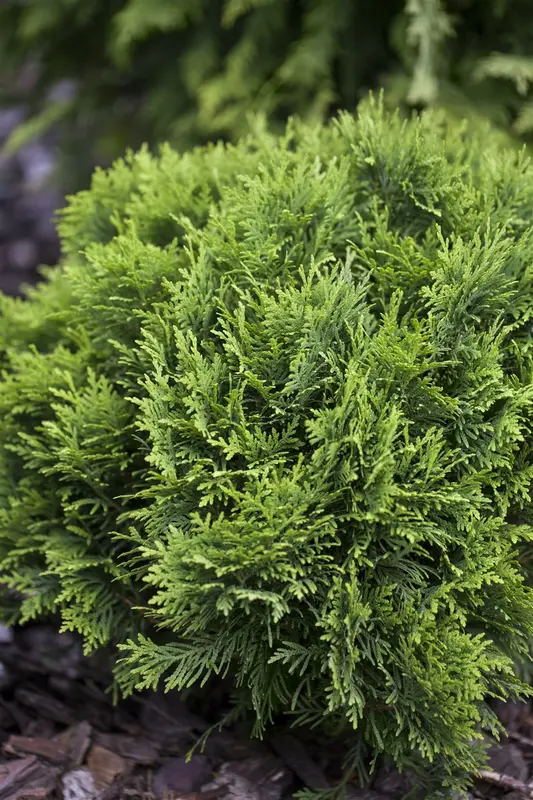 Thuja occ. 'Danica' 30- 40   C12 - afbeelding 2