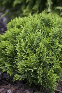 Thuja occ. 'Danica' 30- 40   C12 - afbeelding 2