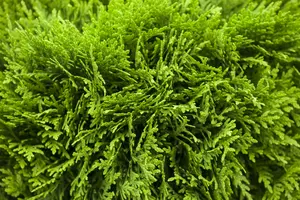 Thuja occ. 'Danica' 30- 40   C12 - afbeelding 4