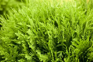 Thuja occ. 'Danica' 30- 40   C12 - afbeelding 5