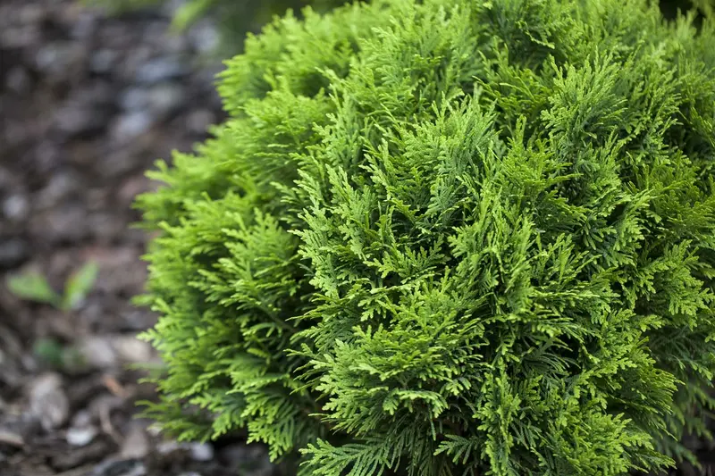 Thuja occ. 'Danica' 30- 40 C7,5 - afbeelding 1