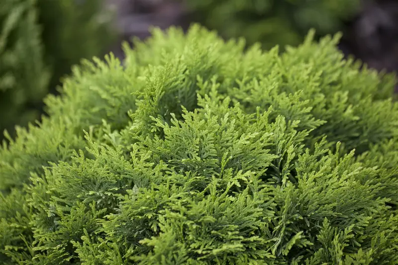 Thuja occ. 'Danica' 50- 60   C20 - afbeelding 3